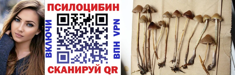 Галлюциногенные грибы Psilocybine cubensis  как найти   Почеп 